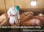 Parno Sama Flu Babi Australia Deportasi 6 Orang