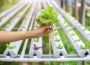 Hidroponik dan Urban Farming di Tengah Kota-Kota Asia